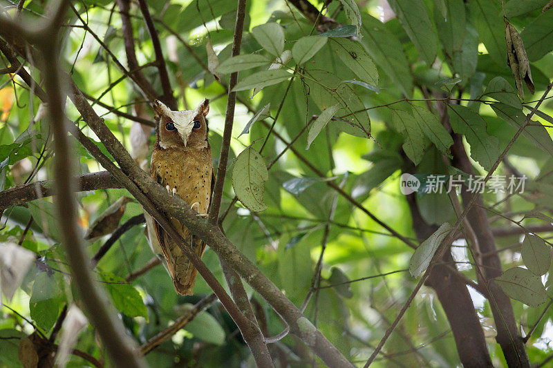 夜行鸟:成年白额镜鸮(Otus sagittatus)。